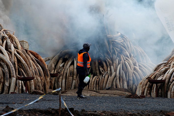 Kenia incinera 105  toneladas de marfil