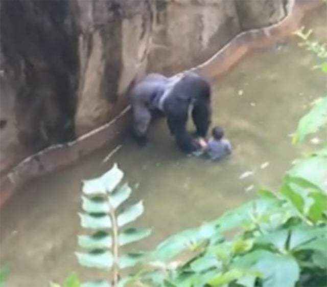 Matan a gorila en Zoológico de EU para salvar a niño que entró a su recinto