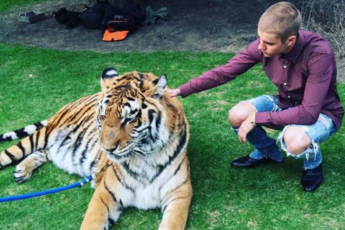 PETA se lanza contra Bieber por tigre encadenado