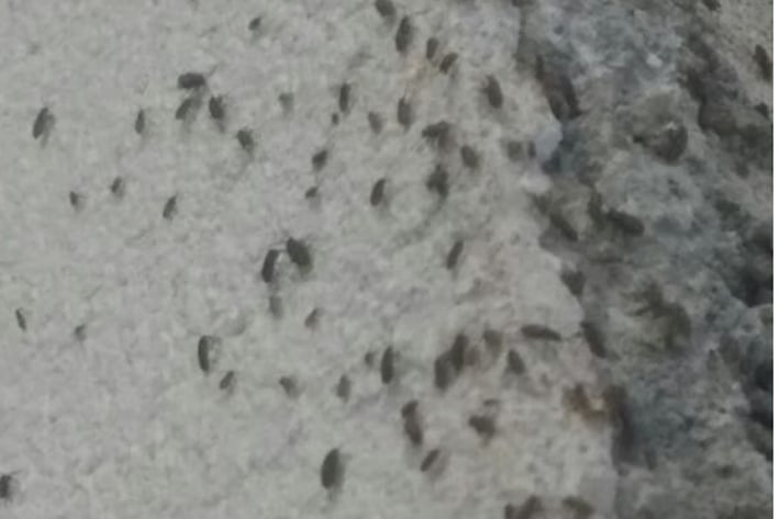 Resurge en maleza plaga de insecto escarabajo-pulga