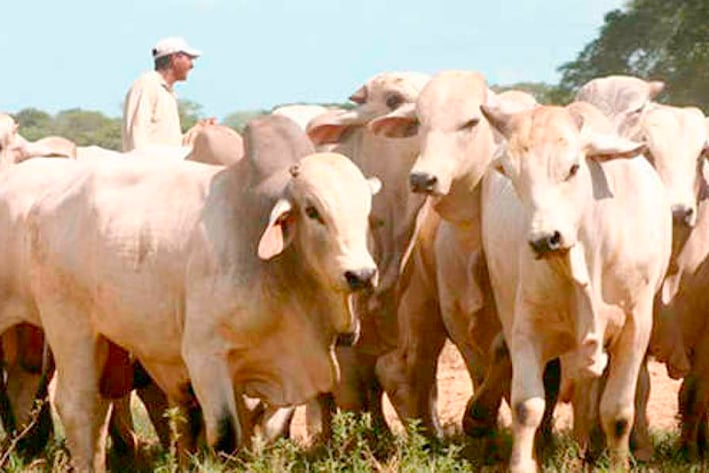 Suman 25 denuncias por robo de ganado