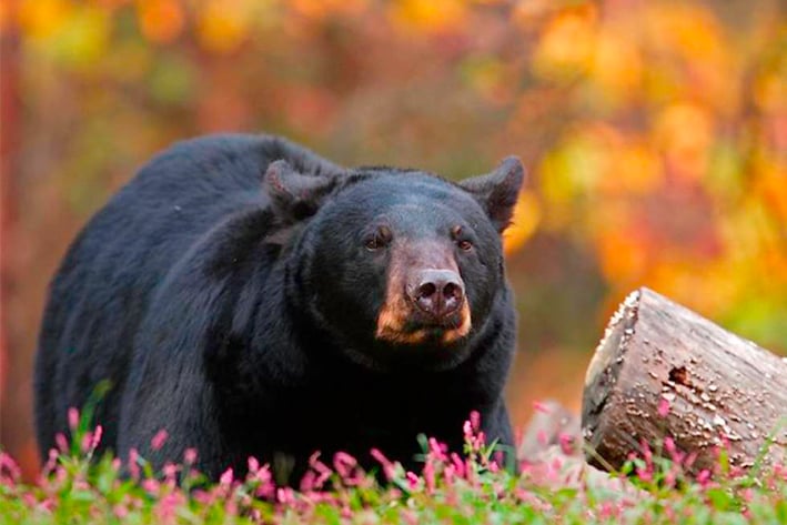 Aumentan reportes de osos en colonias