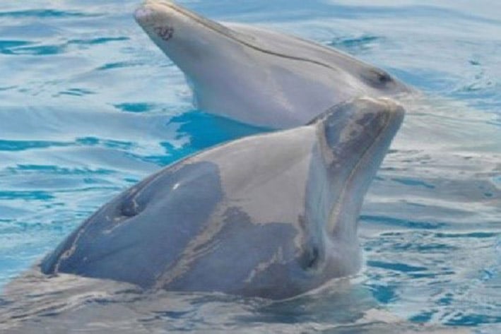 Podrían delfines conversar como los humanos