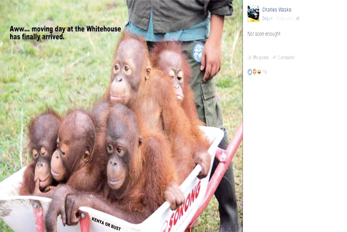 Compara a los Obama con orangutanes