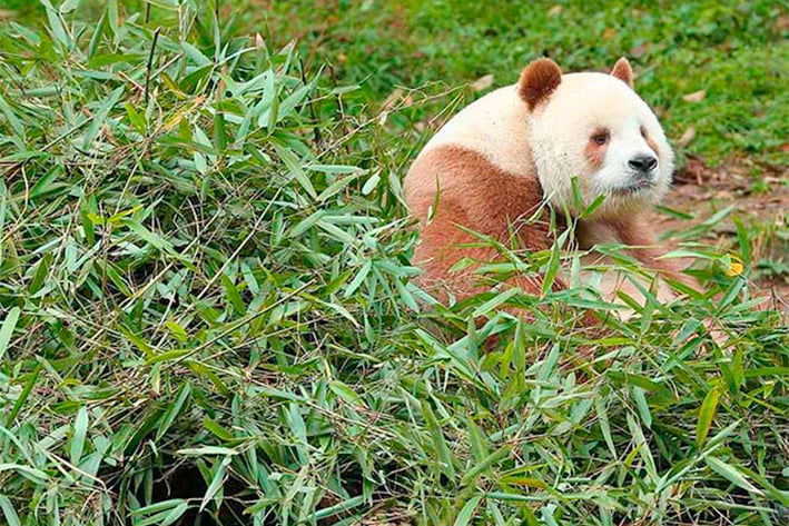 Es Qizai único oso panda café
