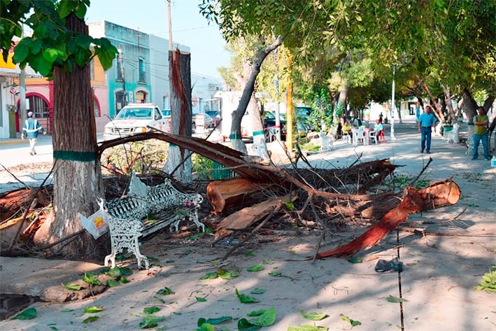 Derriban 5 vetustos árboles en San Buena