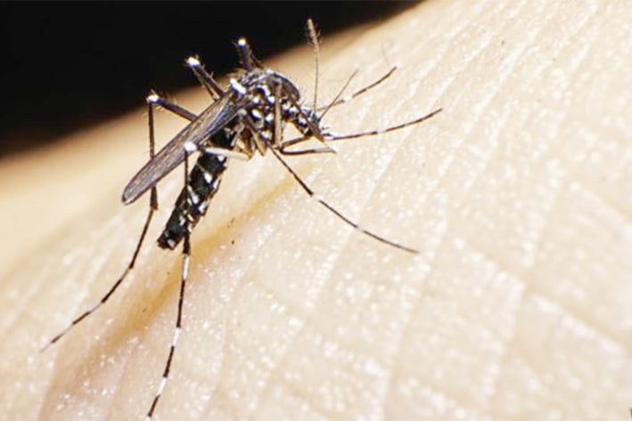 Hay en la Región  zika, dengue  y chikungunya