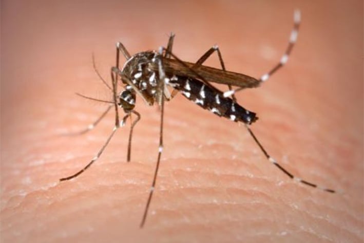 Aumentan casos  de Dengue y Zika