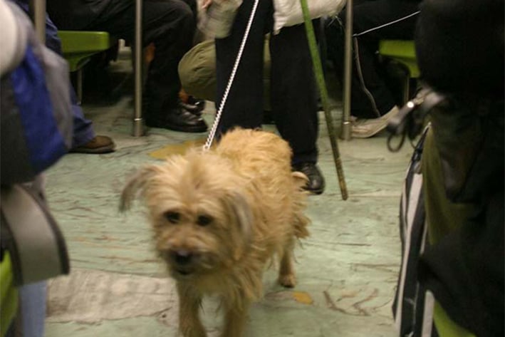 Perros y gatos podrán  viajar en el Metro