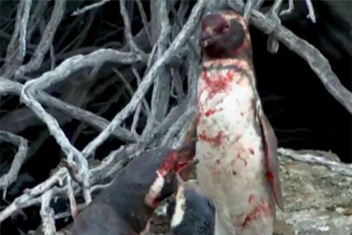 Se viraliza pelea  entre pingüinos