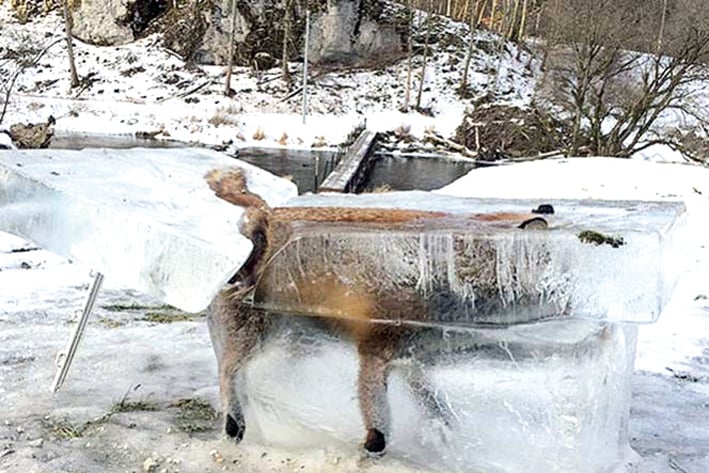 Halla bloque de hielo con zorro atrapado dentro