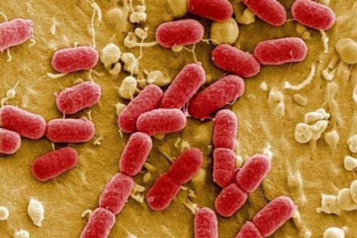 Surgen bacterias que requieren nuevos antibióticos