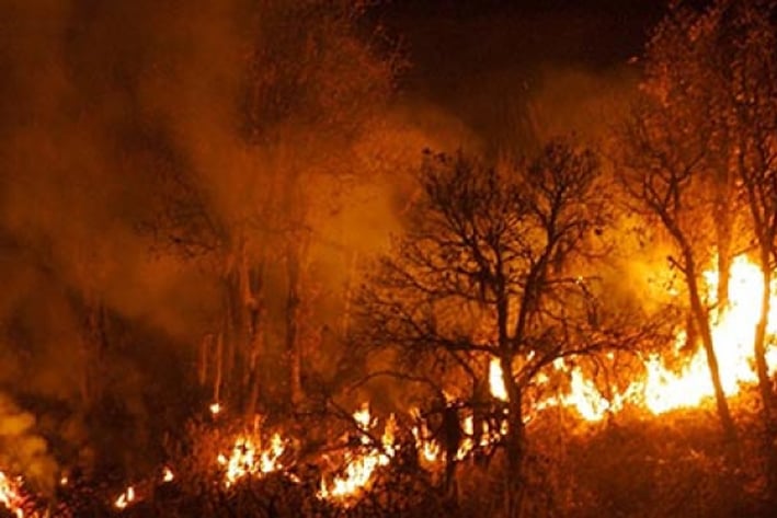 Deja cuatro muertos incendios forestales