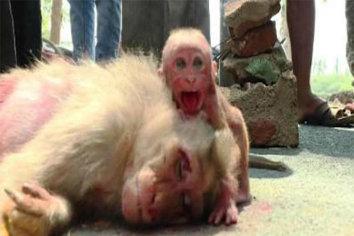 Mono bebé llora ante su madre atropellada
