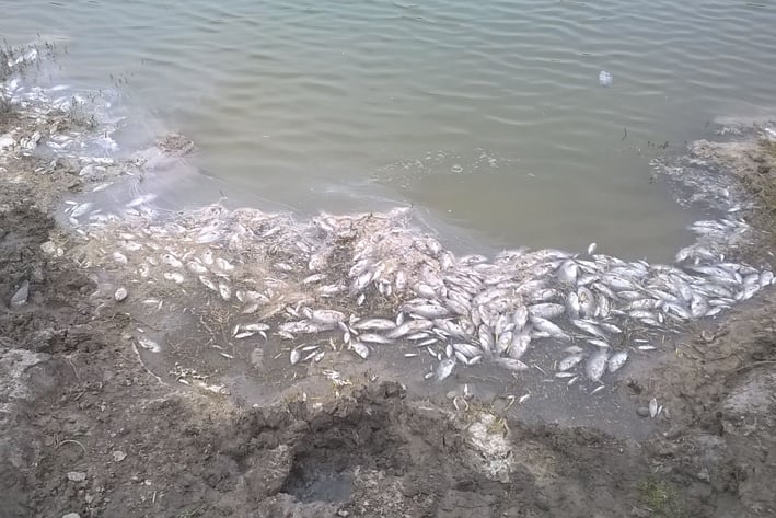Mueren miles de peces