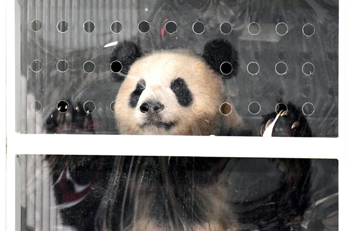 Arriban a Berlín dos osos panda