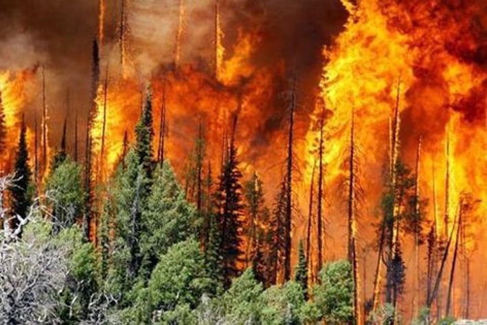 Incendio forestal pone en emergencia a Arizona
