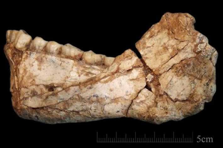 Hallan los restos más antiguos del homo sapiens