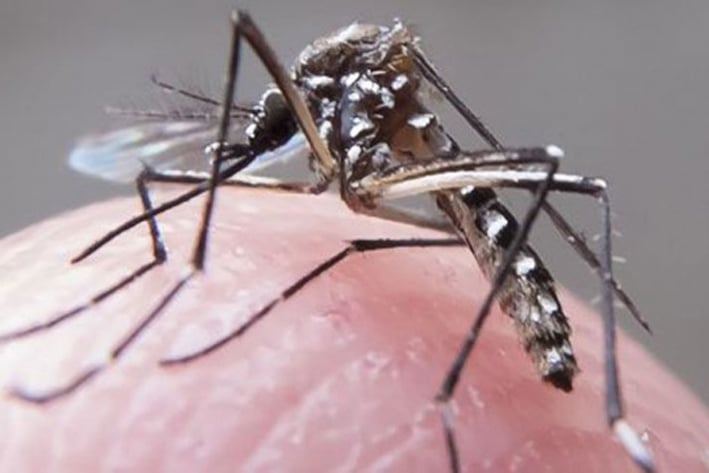 Casi se duplican casos del Zika en la entidad