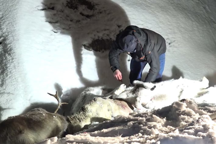 Matan trenes a 106 renos en Noruega