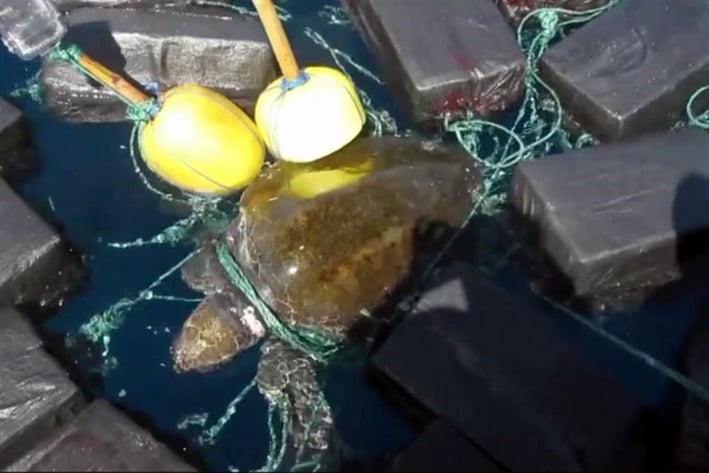 Queda tortuga atrapada entre paquetes de droga
