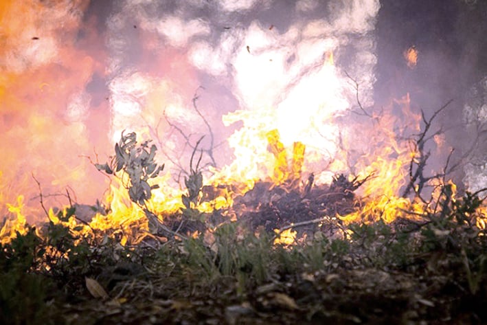 Incendio arrasa con 90 mil hectáreas