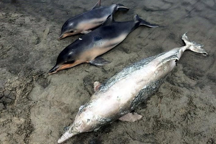 Mata virus a casi 200 delfines en Brasil