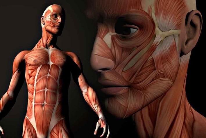 Descubren una característica de la anatomía humana que afecta la función de todos los órganos