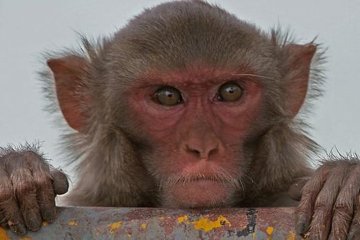 Bebé fue raptado por un mono en India