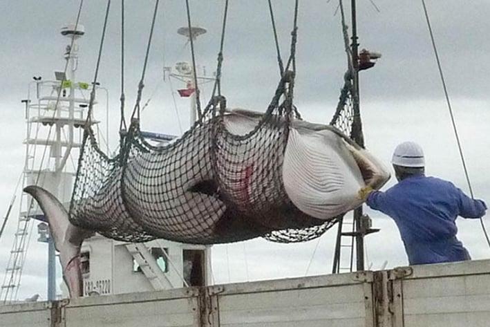 Japoneses matan a 122 ballenas preñadas en la Antártida