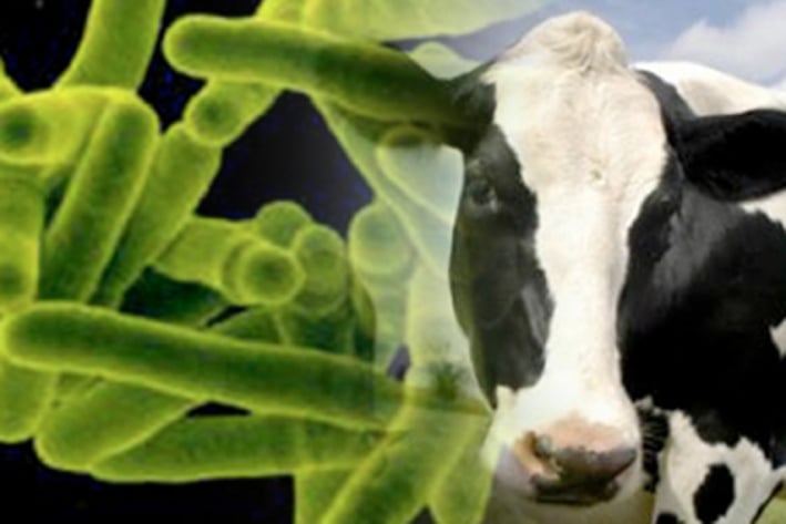 Mueren 10 bovinos por tuberculosis