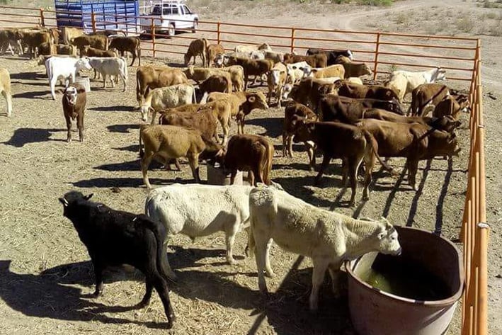 Campesinos exigen esclarecer robo de ganado