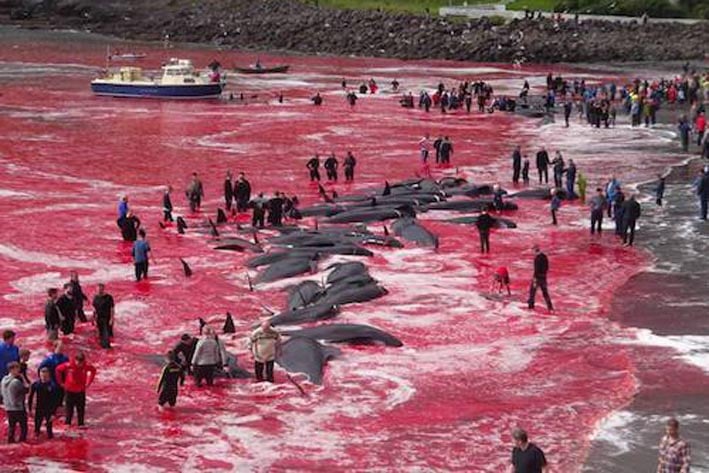 Cacería de 180 ballenas tiñe el mar de rojo