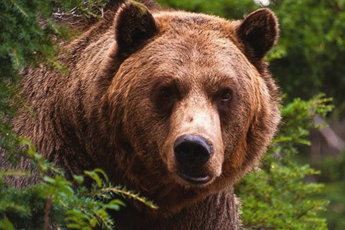 EU vuelve a proteger al oso grizzly; cancela primera época de cacería en décadas
