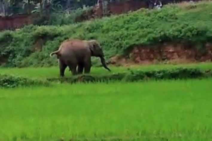 Niño muere aplastado por un elefante en la India