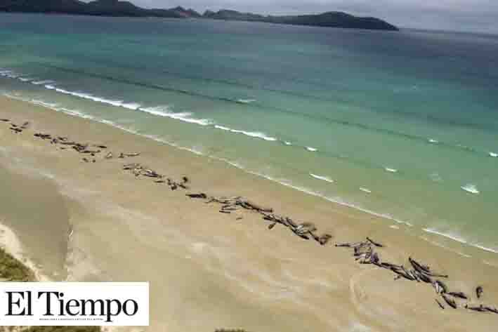 Mueren 145 ballenas piloto encalladas en Nueva Zelanda