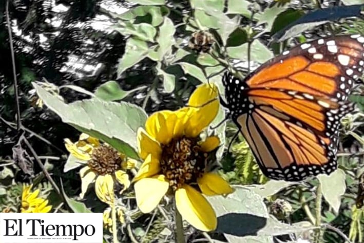 Mariposa monarca, inicia paso por la región