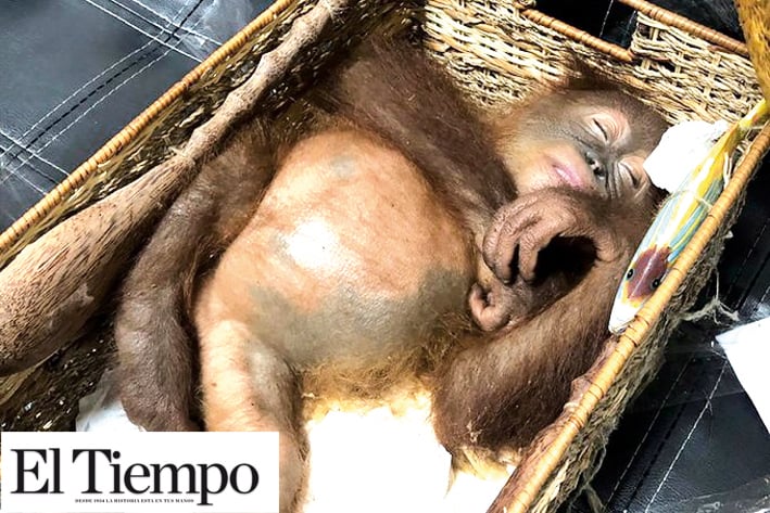 ¡Increible!, policía de indonesia descubre una cría de orangután en una maleta en el aeropuerto de Bali