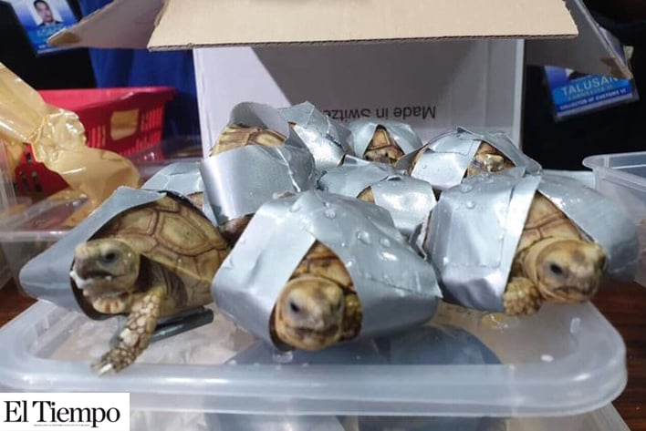 Encuentran mil 529 tortugas en maletas en aeropuerto de Filipinas