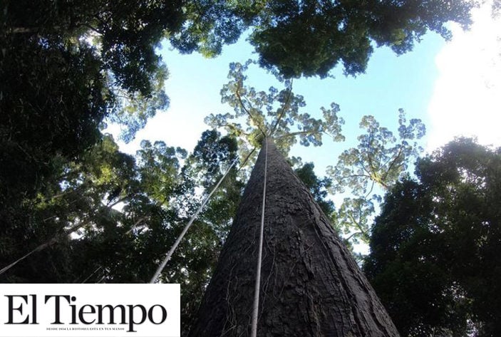 Descubren el árbol más alto del mundo en Borneo