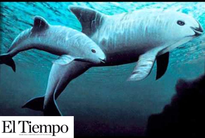 Extinción de vaquita marina, resultado de un descuido sistemático
