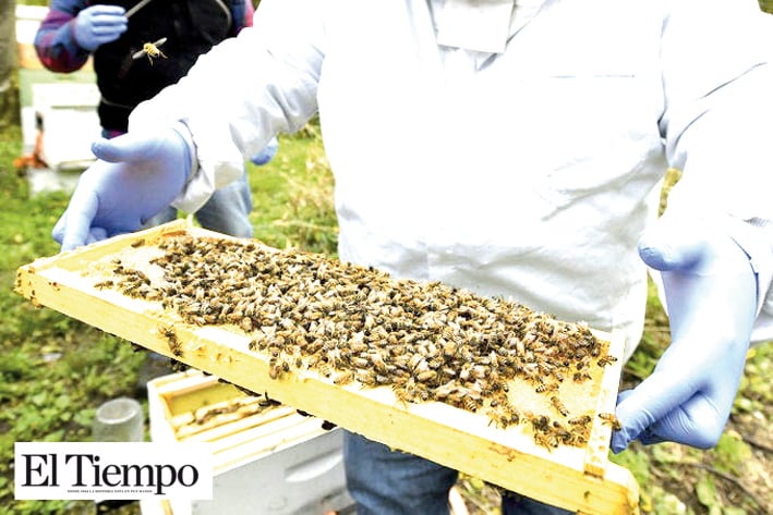 Hay en EU un alto índice de mortandad de abejas