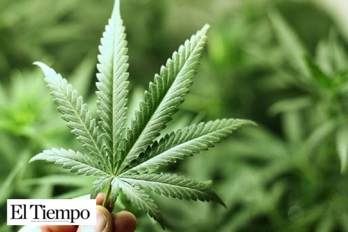 Francia autoriza experimentación de uso terapéutico de cannabis