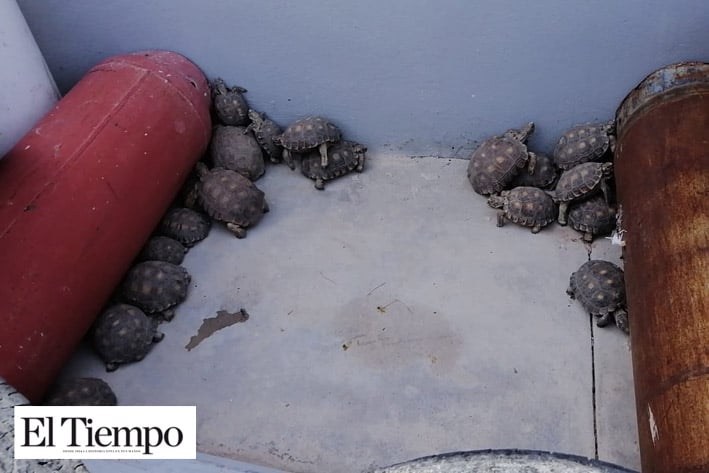Decomisa PC tortugas en Colonia Pueblo Nuevo