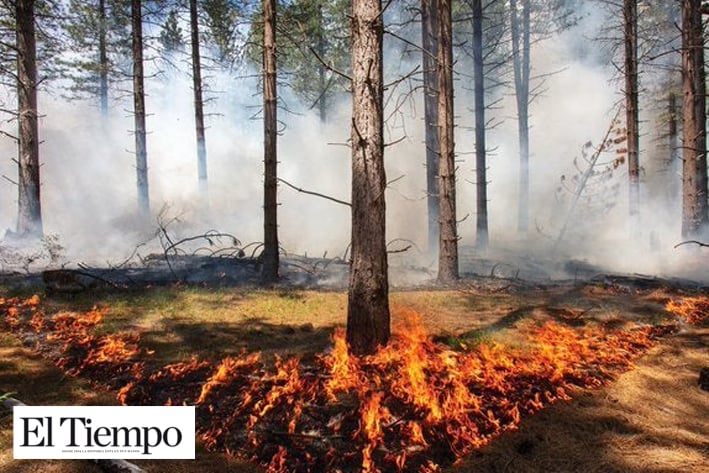 Desalojan a más de 4 mil por incendio forestal en California