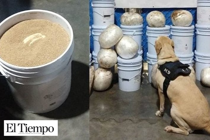 Decomisa Guardia Nacional 144 kilos de crystal en paquetería de Culiacán