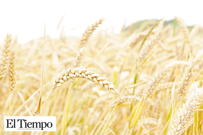 Produce Abasolo 1,500 toneladas de trigo harinero entre 2018-2019