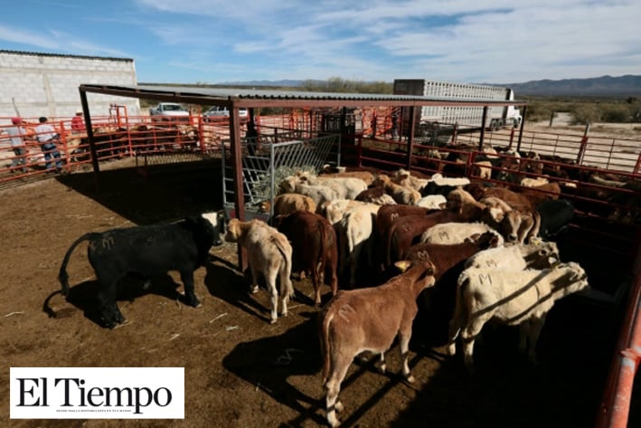 Elevan el estatus zoosanitario de ganado bovino en Coahuila