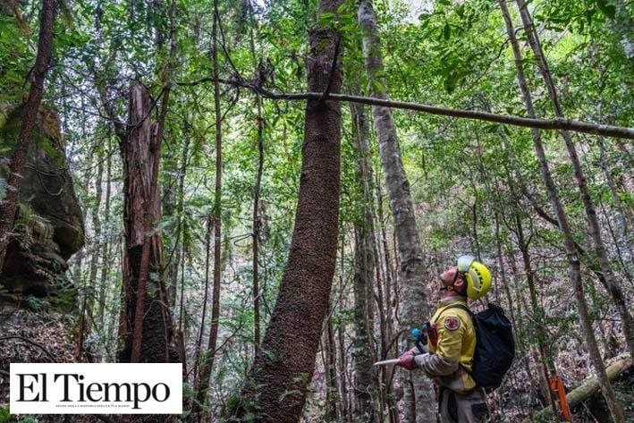Bomberos australianos rescatan el último árbol prehistórico que queda en el mundo