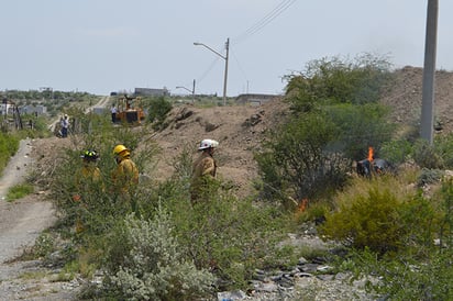 Atacan abejas  a trabajador